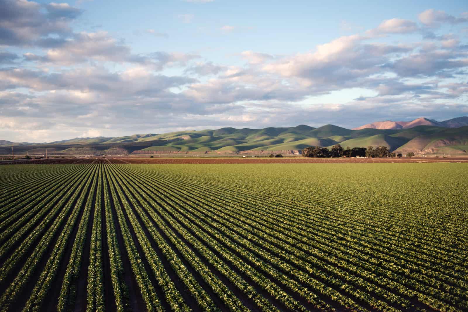 Green-farm-crops